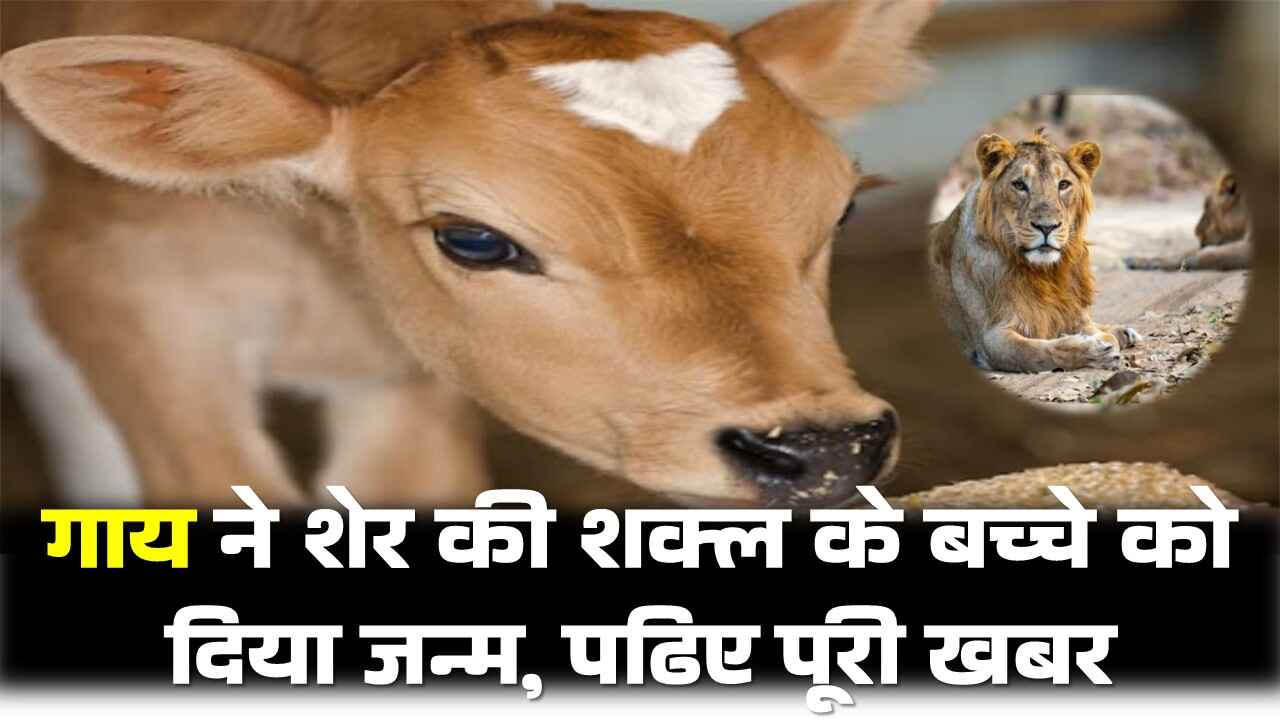 गाय ने शेर की शक्ल के बच्चे को दिया जन्म, पढिए पूरी खबर