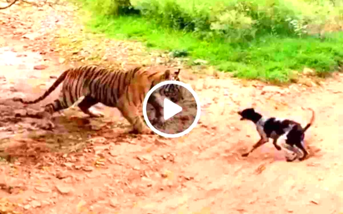 Viral Video: खूंखार Tiger ने किया कुत्ते का शिकार कुछ ही सेकंड में टाइगर ने कर दिया काम तमाम!