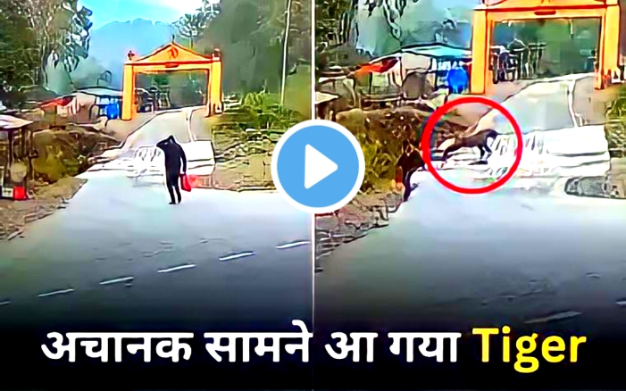 Viral Video: सड़क पर पैदल चल रहा था सख्श तभी सामने आ गया खूंखार Tiger फिर हुआ कुछ ऐसा देखकर खड़े हो जाएंगे रोंगटे!