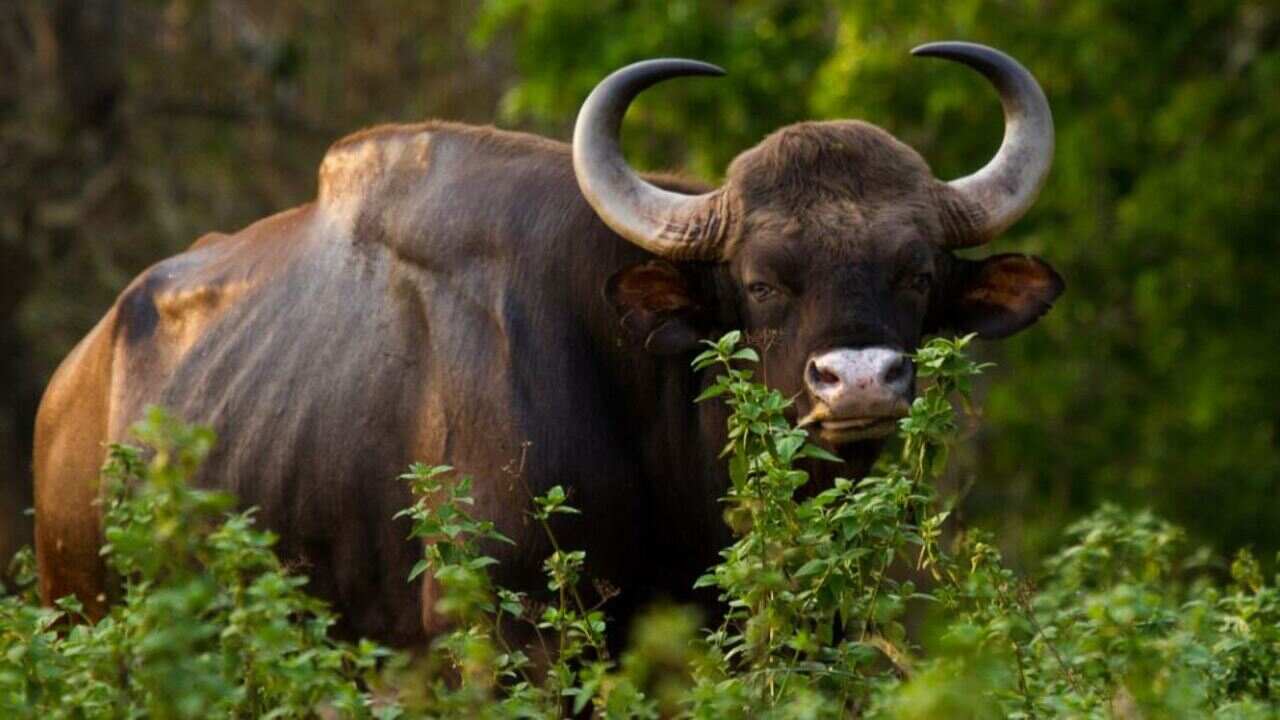 Sanjay Tiger Reserve में आधा दर्जन लाकर छोड़े गए गौर, जोरों से चल रही वापसी