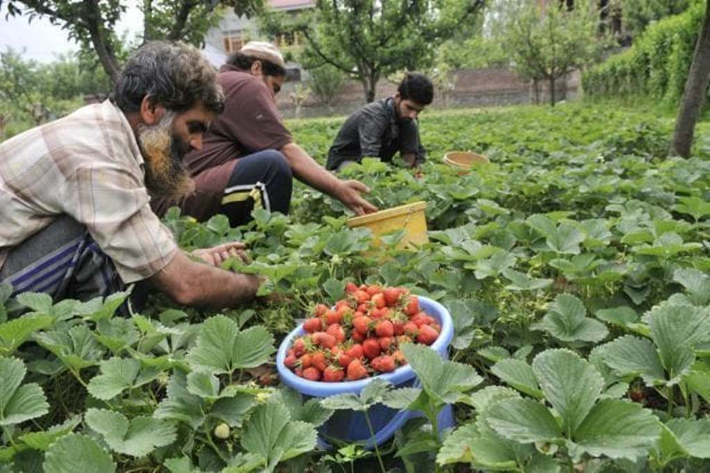 मध्यप्रदेश को बागवानी, फूड प्रोसेसिंग में मिला प्रथम पुरूस्कार ।