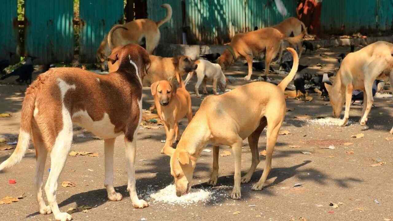 आवारा कुत्ते के काटने से युवक की मौत, 20वें दिन दिखने लगे थे रेबीज के लक्षण