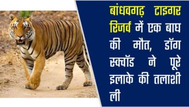 Bandhavgarh Tiger Reserve : बांधवगढ़ टाइगर रिजर्व में एक बाघ की मौत, डॉग स्क्वॉड ने पूरे इलाके की तलाशी ली