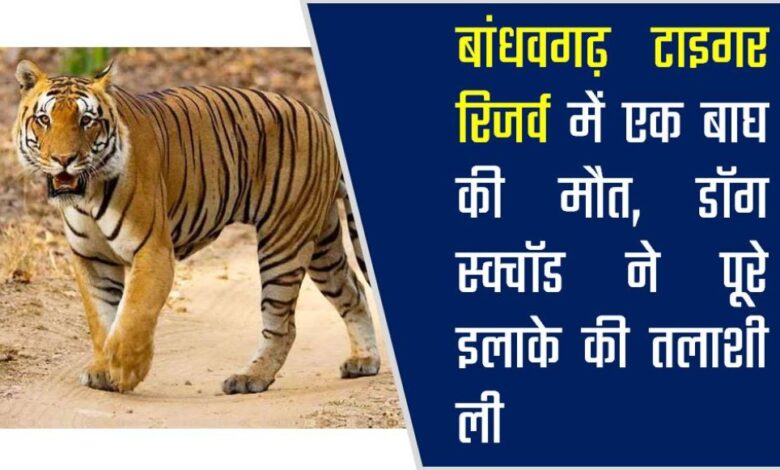 Bandhavgarh Tiger Reserve : बांधवगढ़ टाइगर रिजर्व में एक बाघ की मौत, डॉग स्क्वॉड ने पूरे इलाके की तलाशी ली