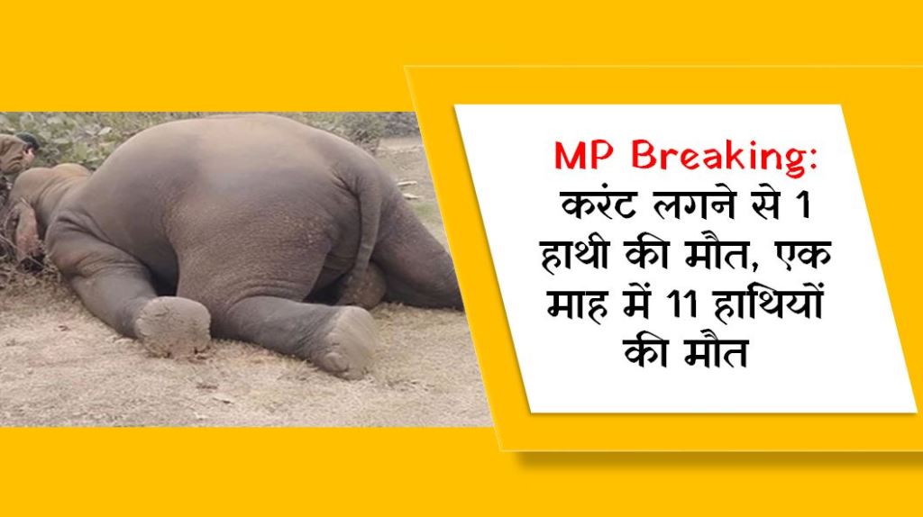 MP Breaking: करंट लगने से 1 हाथी की मौत, एक माह में 11 हाथियों की मौत