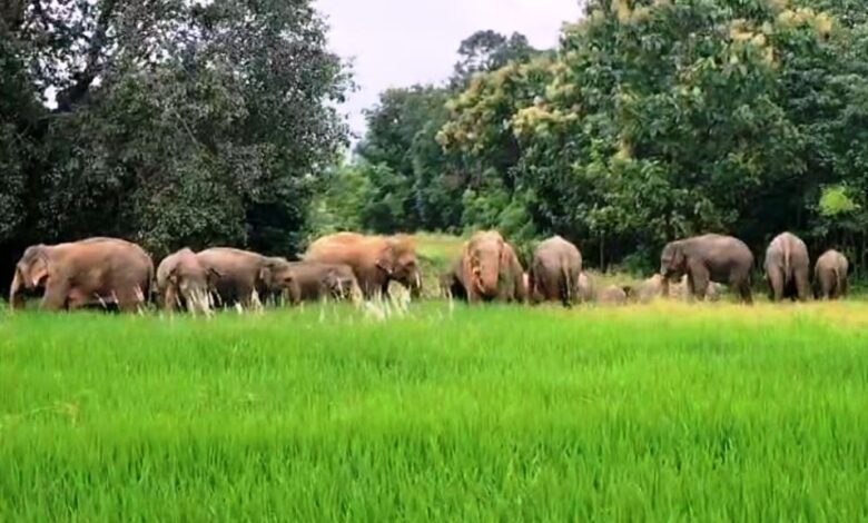 Shahdol News: 20 जंगली हाथियों के झुंड ने गाँव में बरपाया कहर, फसलों को किया नष्ट