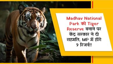 Madhav National Park को Tiger Reserve बनाने पर केंद्र सरकार ने दी सहमति, MP में होंगे 9 रिजर्व!