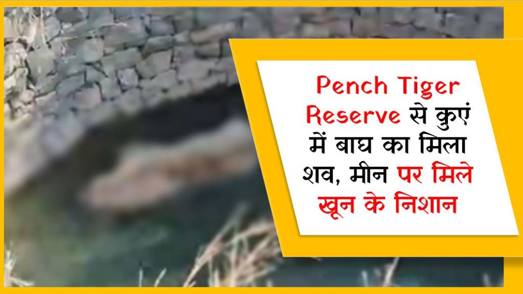 Pench Tiger Reserve से कुएं में बाघ का मिला शव, मीन पर मिले खून के निशान Pench Tiger Reserve से कुएं में बाघ का मिला शव, मीन पर मिले खून के निशान