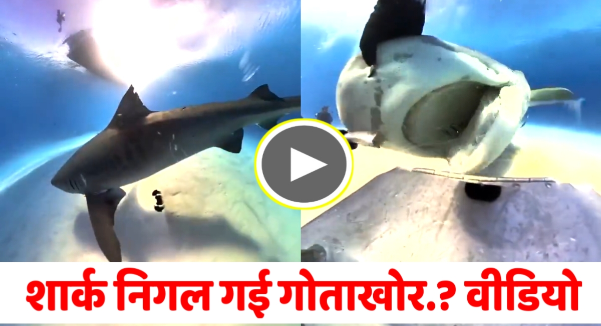 पानी के अंदर खूंखार शार्क ने निगल लिया गोताखोर..? फिर दिखा हैरान कर देने एक नजारा,वीडियो हो रहा वायरल