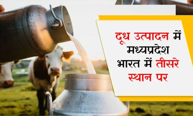 दूध उत्पादन में मध्यप्रदेश भारत में तीसरे स्थान पर, दूध पर 5 रुपये प्रति लीटर का बोनस का ऐलान! दूध उत्पादन में मध्यप्रदेश भारत में तीसरे स्थान पर, दूध पर 5 रुपये प्रति लीटर का बोनस का ऐलान!