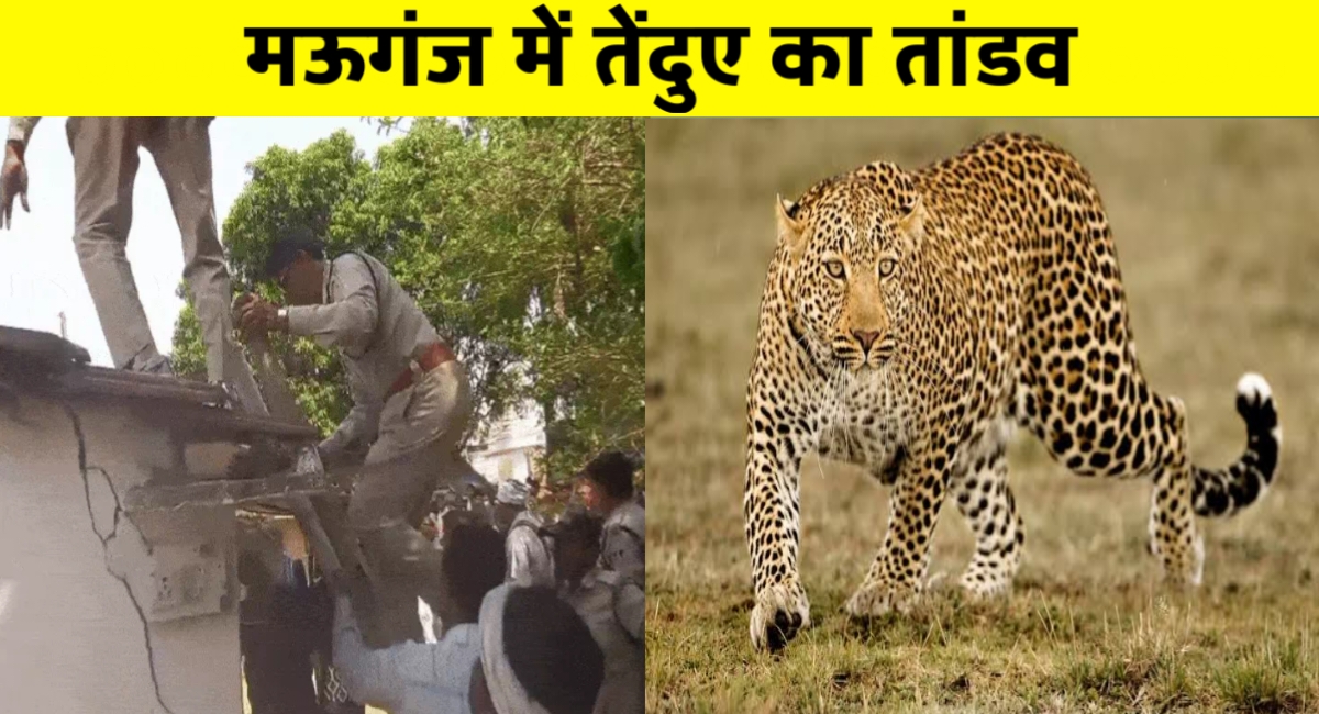 तेंदुए का आतंक: खेत से घर तक मचा हड़कंप, बच्चे पर हमला कर भाजपा नेता के घर में घुसा