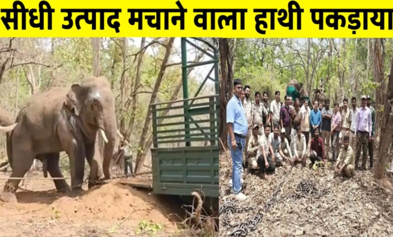 सीधी में वन विभाग की बड़ी सफलता: तीन लोगों की जान लेने वाला हाथी पकड़ा गया सीधी में वन विभाग की बड़ी सफलता: तीन लोगों की जान लेने वाला हाथी पकड़ा गया