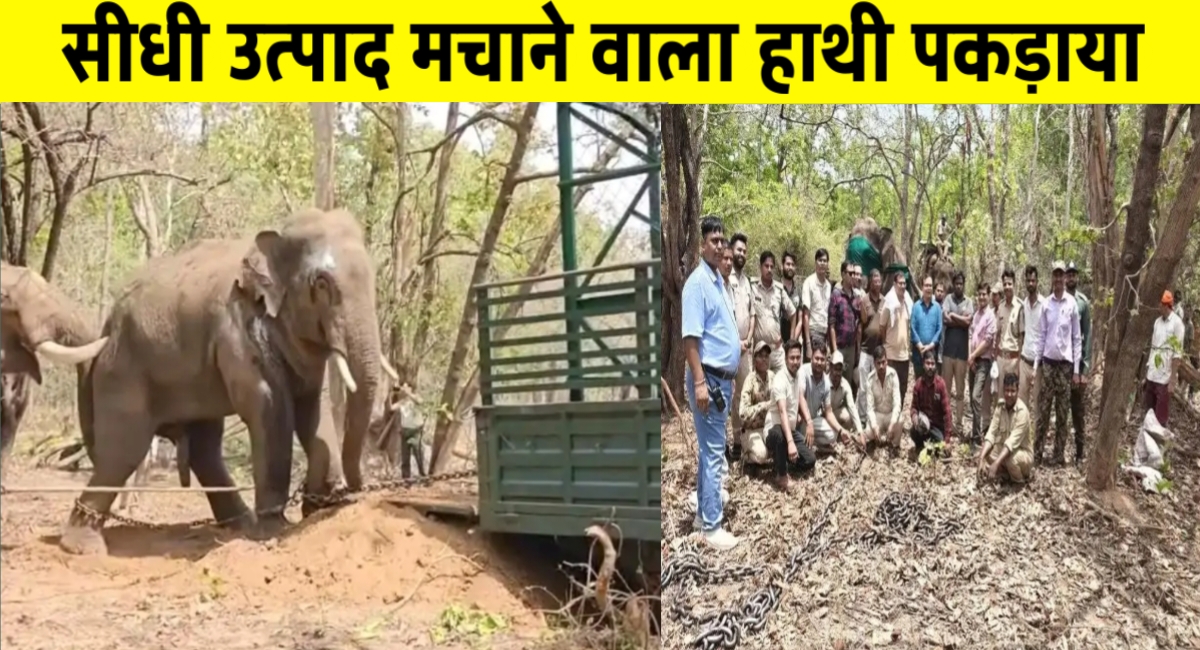 सीधी में वन विभाग की बड़ी सफलता: तीन लोगों की जान लेने वाला हाथी पकड़ा गया