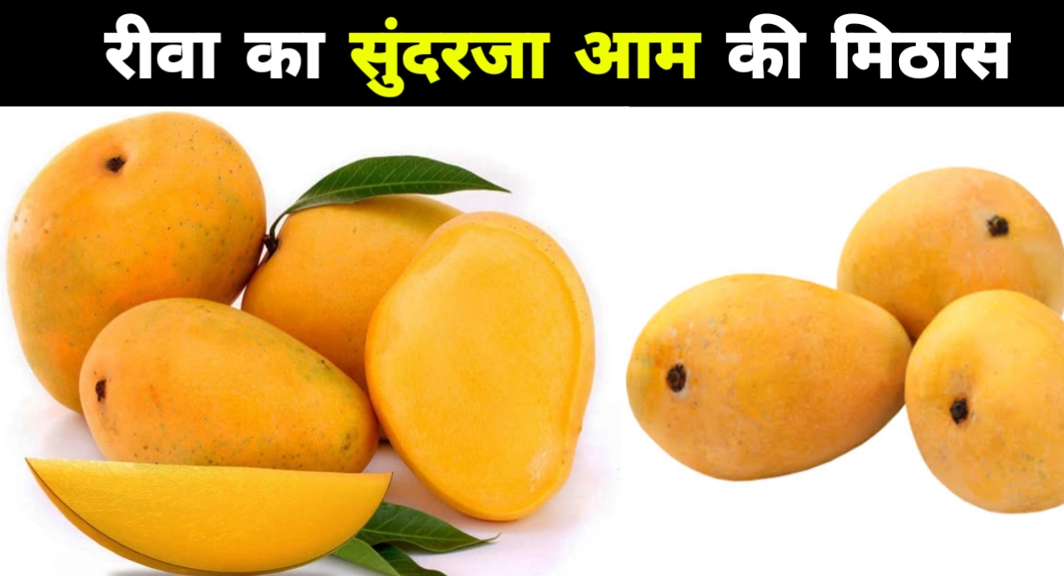 रीवा का सुनहरा रत्न: सुंदरजा आम की मिठास और महक की कहानी