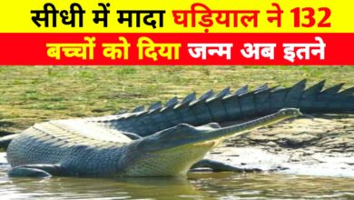 सोन घड़ियाल अभ्यारण में जीवन की लहर: पांच मादाओं ने दिए 132 नवजात घड़ियाल