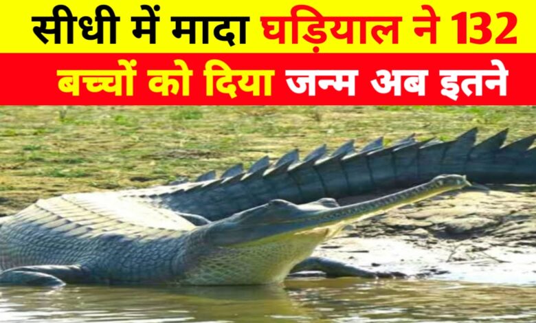 सोन घड़ियाल अभ्यारण में जीवन की लहर: पांच मादाओं ने दिए 132 नवजात घड़ियाल सोन घड़ियाल अभ्यारण में जीवन की लहर: पांच मादाओं ने दिए 132 नवजात घड़ियाल