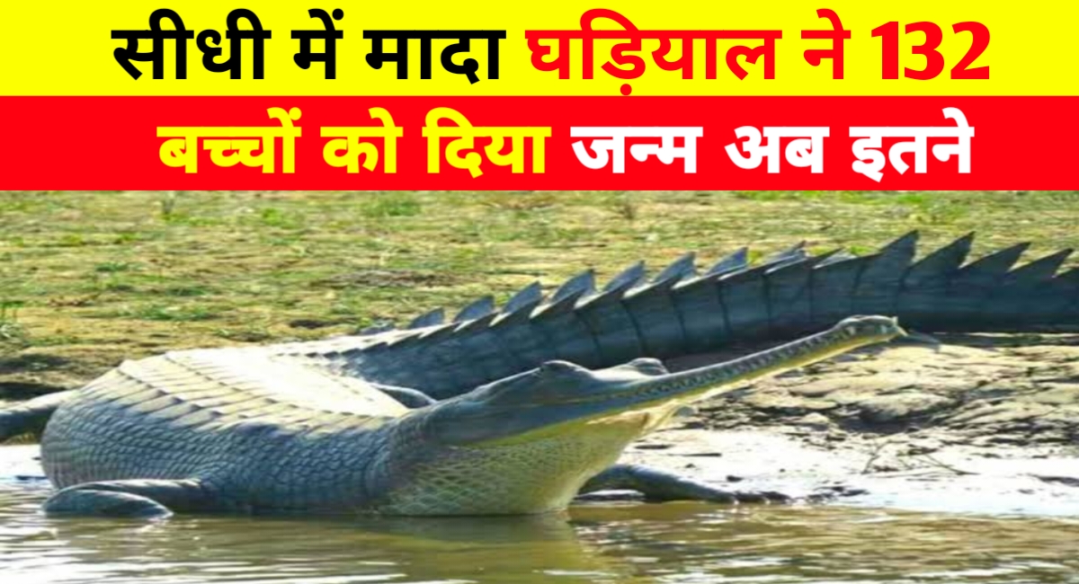 सोन घड़ियाल अभ्यारण में जीवन की लहर: पांच मादाओं ने दिए 132 नवजात घड़ियाल