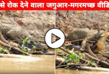 जब पानी के राजा से भिड़ा जंगल का शिकारी: देखिए जैगुआर और मगरमच्छ की सांसें रोक देने वाली भिड़ंत