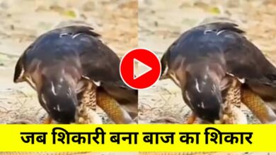 शिकारी बना शिकार: जब आसमान का बादशाह बाज सांप के आगे हार गया