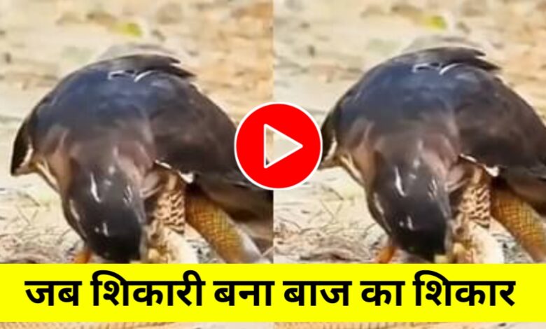 शिकारी बना शिकार: जब आसमान का बादशाह बाज सांप के आगे हार गया शिकारी बना शिकार: जब आसमान का बादशाह बाज सांप के आगे हार गया