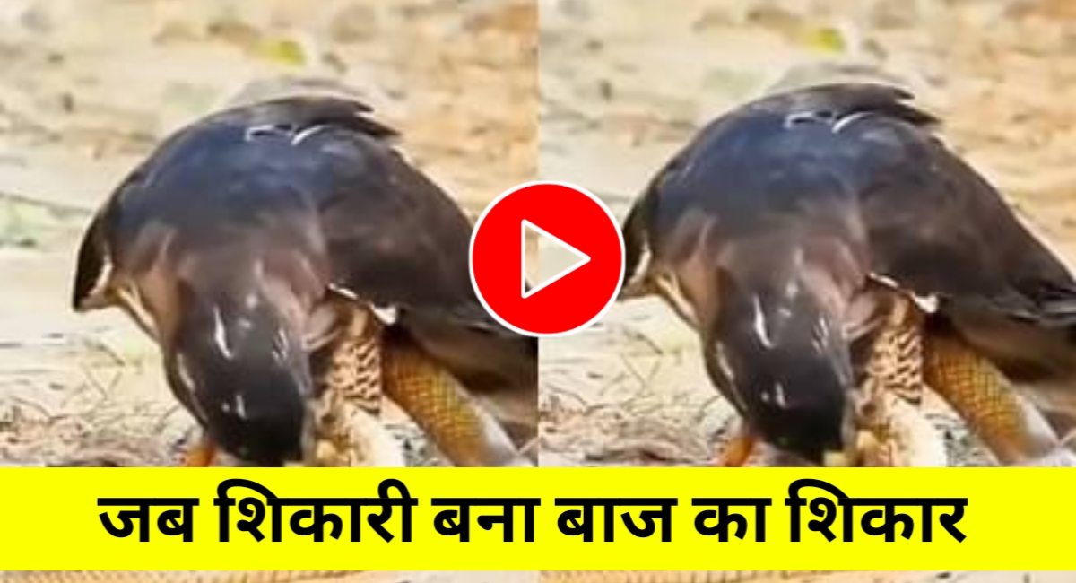 शिकारी बना शिकार: जब आसमान का बादशाह बाज सांप के आगे हार गया