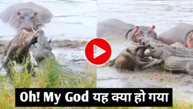 मगरमच्छ बन गया शिकारी, लेकिन 'जंगल के हीरो' हिप्पो ने पलट दी कहानी!"