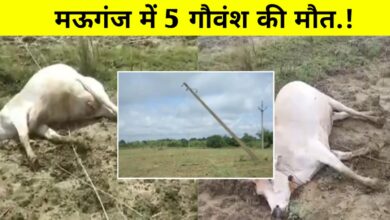 मऊगंज में करंट से 5 गौवंश की मौत,बिजली विभाग की बड़ी लापरवाही