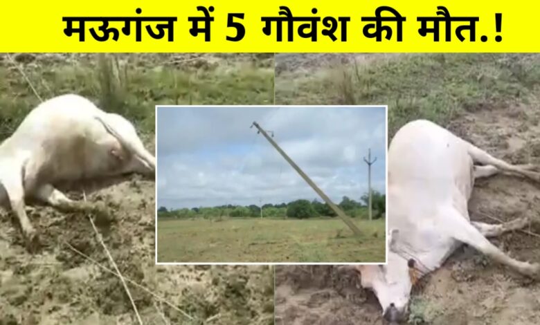 मऊगंज में करंट से 5 गौवंश की मौत,बिजली विभाग की बड़ी लापरवाही मऊगंज में करंट से 5 गौवंश की मौत,बिजली विभाग की बड़ी लापरवाही