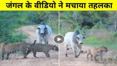 सांड की दहाड़ से कांपे दो जैगुआर: वायरल वीडियो में दिखा जंगल का असली बादशाह