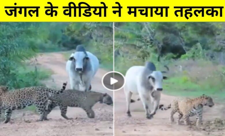 सांड की दहाड़ से कांपे दो जैगुआर: वायरल वीडियो में दिखा जंगल का असली बादशाह