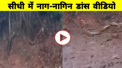 सीधी के गांव में नाग-नागिन का दुर्लभ मिलन, ग्रामीणों ने देखा शुभ संकेत