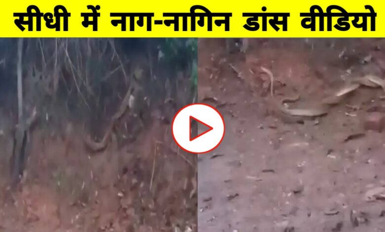 सीधी के गांव में नाग-नागिन का दुर्लभ मिलन, ग्रामीणों ने देखा शुभ संकेत