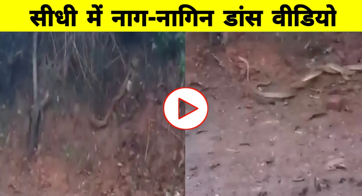 सीधी के गांव में नाग-नागिन का दुर्लभ मिलन, ग्रामीणों ने देखा शुभ संकेत