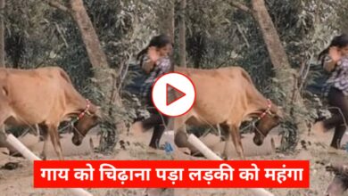 लड़की ने डांस से गाय को चिढ़ाया, फिर जो हुआ उसने वीडियो को बना दिया वायरल!