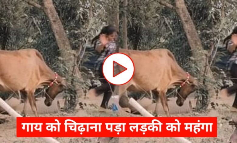 लड़की ने डांस से गाय को चिढ़ाया, फिर जो हुआ उसने वीडियो को बना दिया वायरल! लड़की ने डांस से गाय को चिढ़ाया, फिर जो हुआ उसने वीडियो को बना दिया वायरल!