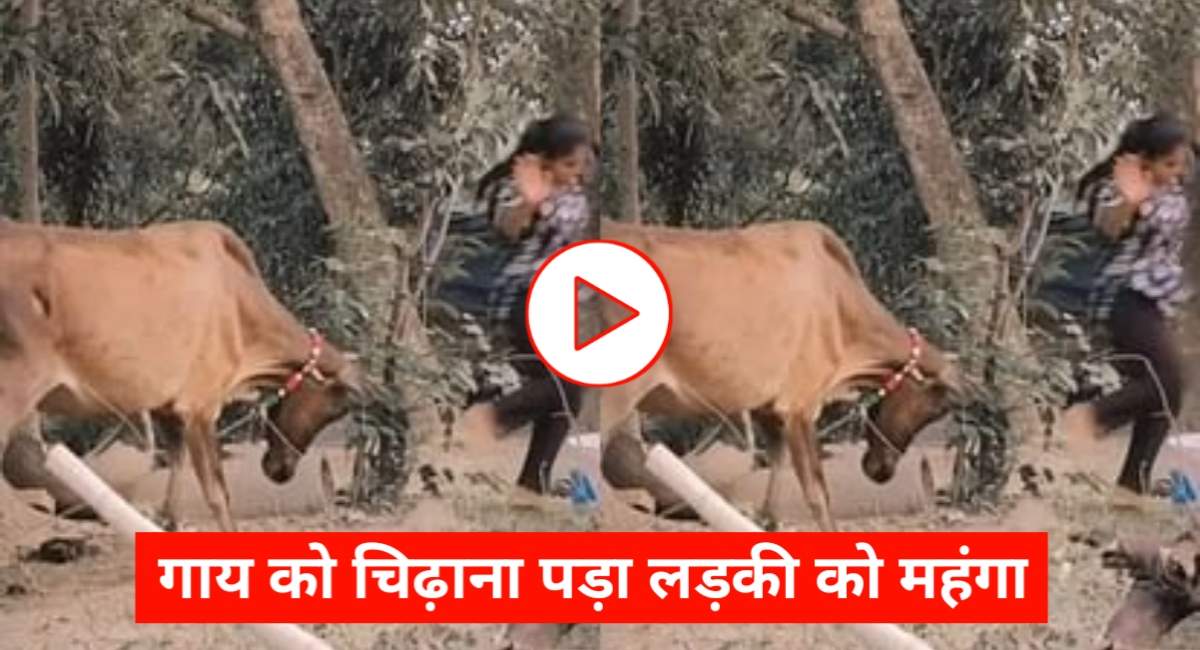 लड़की ने डांस से गाय को चिढ़ाया, फिर जो हुआ उसने वीडियो को बना दिया वायरल!