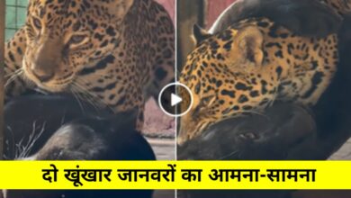 जब खूंखार बने आशिक! ब्लैक पैंथर और जैगुआर की लव स्टोरी ने इंटरनेट पर मचाया धमाल