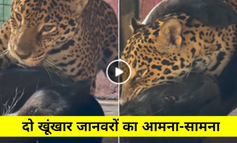 जब खूंखार बने आशिक! ब्लैक पैंथर और जैगुआर की लव स्टोरी ने इंटरनेट पर मचाया धमाल जब खूंखार बने आशिक! ब्लैक पैंथर और जैगुआर की लव स्टोरी ने इंटरनेट पर मचाया धमाल