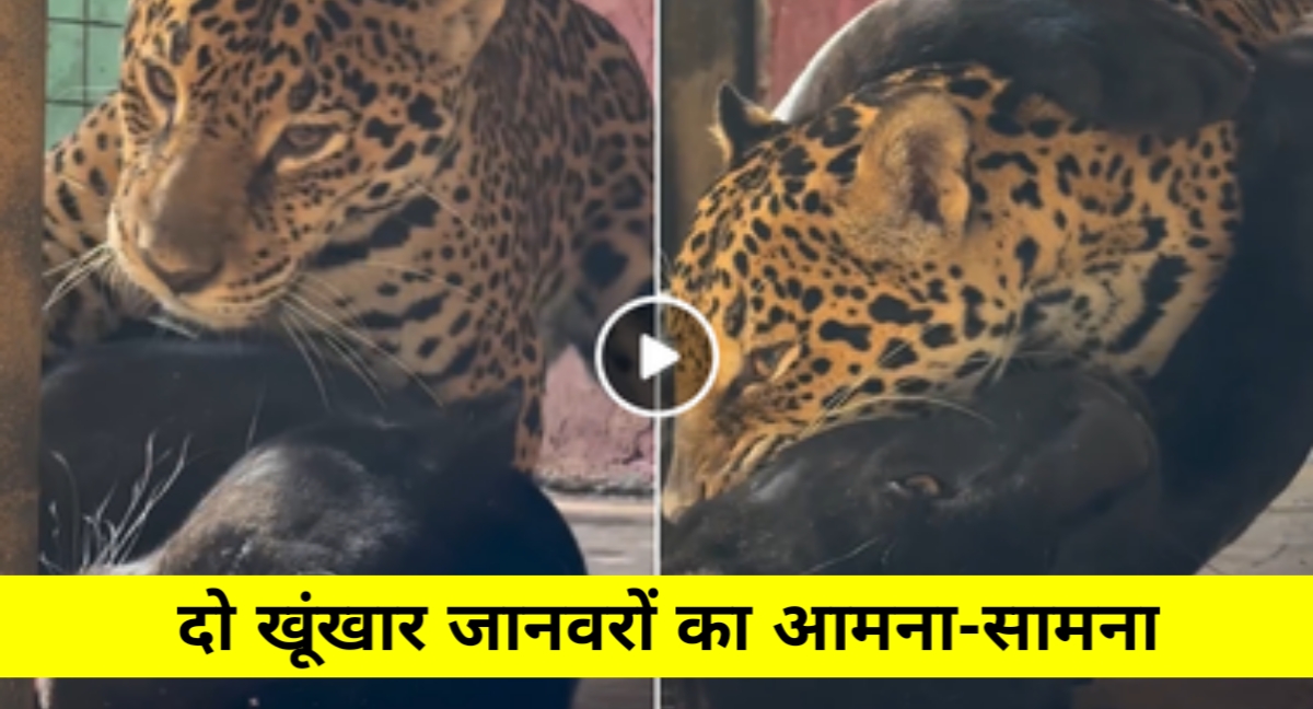 जब खूंखार बने आशिक! ब्लैक पैंथर और जैगुआर की लव स्टोरी ने इंटरनेट पर मचाया धमाल
