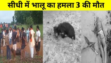 सीधी में भालू का खूनी कहर: तीन ग्रामीणों की मौत, गांव में दहशत