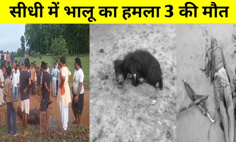 सीधी में भालू का खूनी कहर: तीन ग्रामीणों की मौत, गांव में दहशत सीधी में भालू का खूनी कहर: तीन ग्रामीणों की मौत, गांव में दहशत