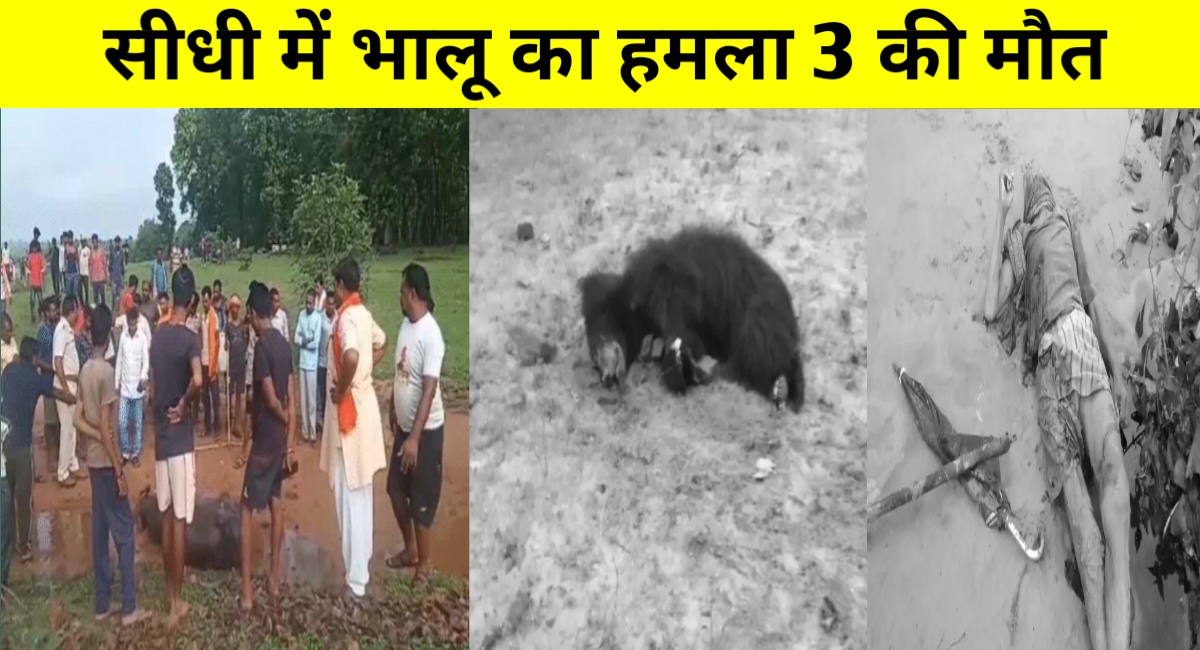सीधी में भालू का खूनी कहर: तीन ग्रामीणों की मौत, गांव में दहशत