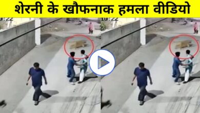 सड़क में खुलेआम शेरनी का कहर! महिला को सरेआम दबोचा, CCTV देख काँप उठेंगे
