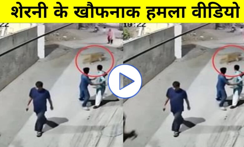 सड़क में खुलेआम शेरनी का कहर! महिला को सरेआम दबोचा, CCTV देख काँप उठेंगे सड़क में खुलेआम शेरनी का कहर! महिला को सरेआम दबोचा, CCTV देख काँप उठेंगे