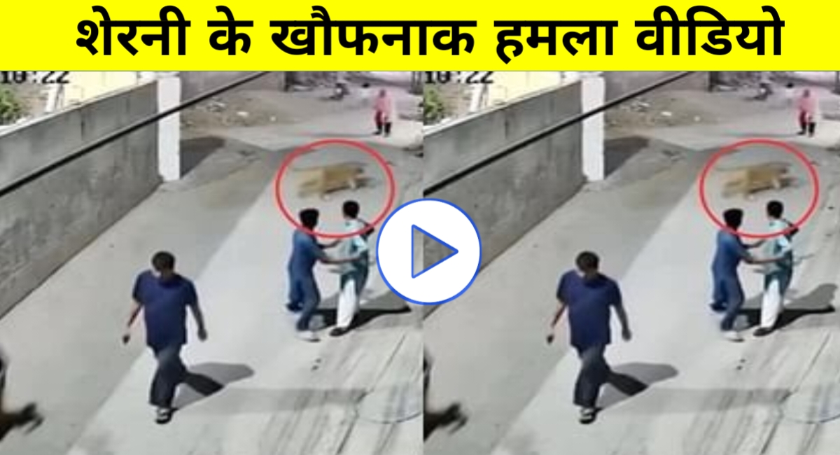 सड़क में खुलेआम शेरनी का कहर! महिला को सरेआम दबोचा, CCTV देख काँप उठेंगे