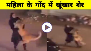 शेर को गोद में उठाए महिला का वीडियो वायरल: इंसान और जंगली जानवर के रिश्ते की नई मिसाल!