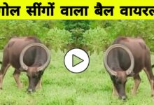 गोल सिक्के जैसी सींग वाला बैल! राजस्थान से वायरल वीडियो देख चौंक गए लोग