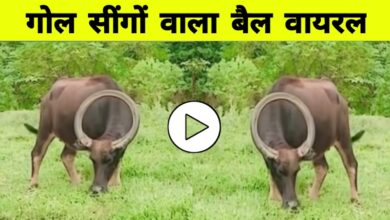गोल सिक्के जैसी सींग वाला बैल! राजस्थान से वायरल वीडियो देख चौंक गए लोग