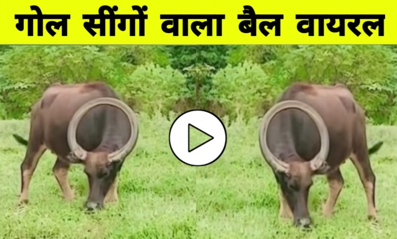 गोल सिक्के जैसी सींग वाला बैल! राजस्थान से वायरल वीडियो देख चौंक गए लोग गोल सिक्के जैसी सींग वाला बैल! राजस्थान से वायरल वीडियो देख चौंक गए लोग