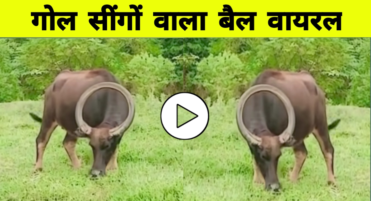 गोल सिक्के जैसी सींग वाला बैल! राजस्थान से वायरल वीडियो देख चौंक गए लोग